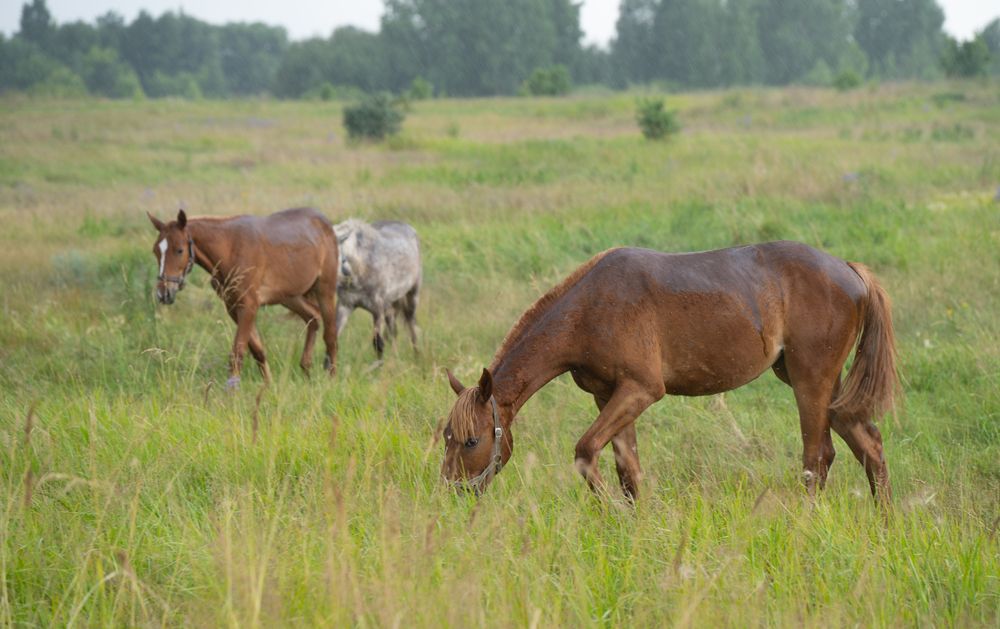 Photograph by Сергей Хранитель