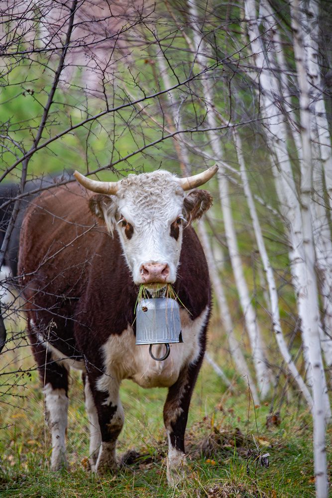Фотография автора Егор Носов