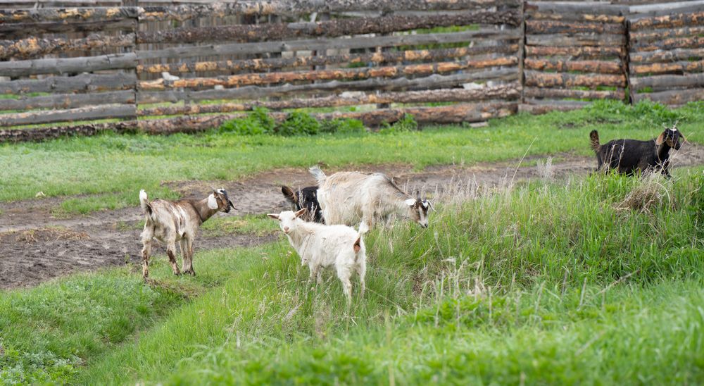 Photograph by Сергей Хранитель