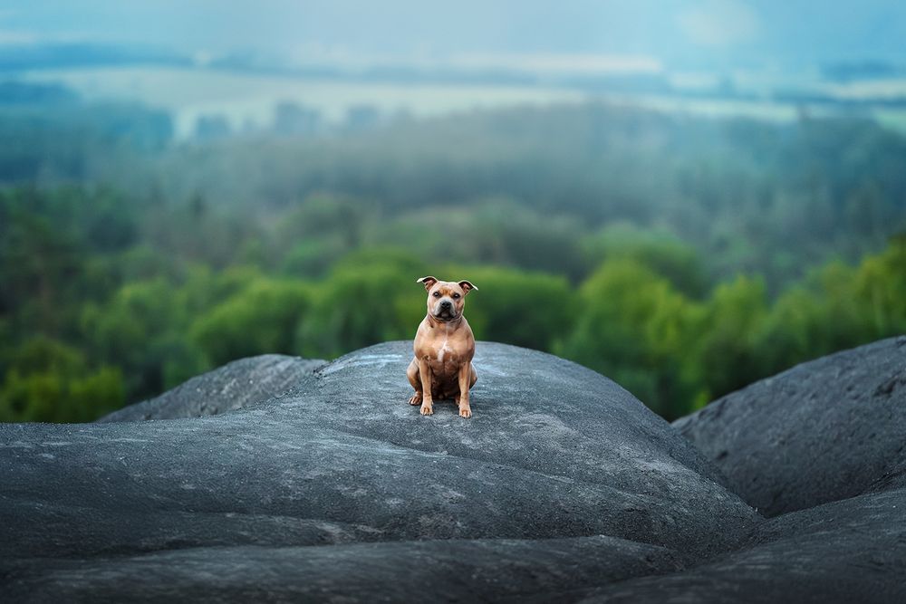 Фотография автора Tereza Krestová