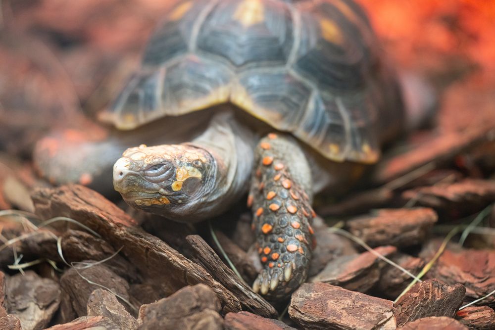 Photograph by Сергей Хранитель