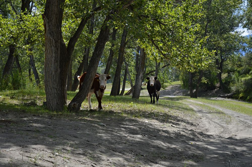 Photograph by Елена Савчук