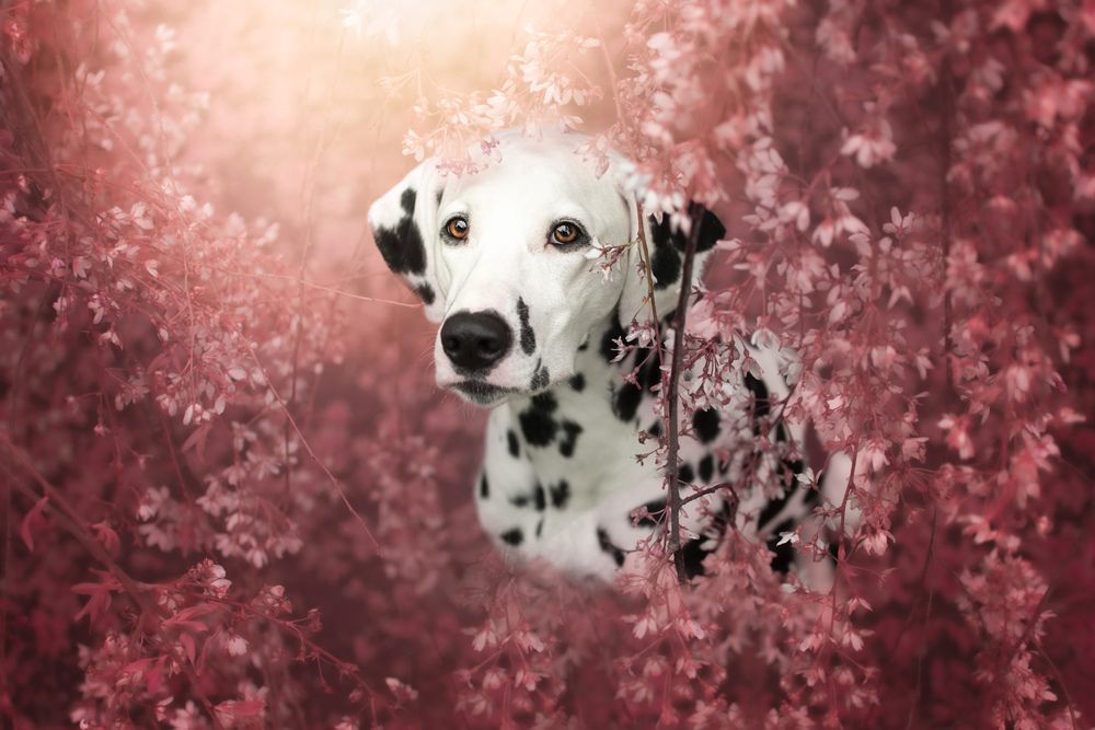 Photograph by Barbora Holinková