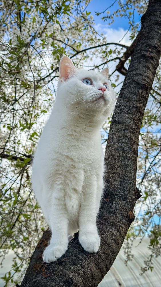 Фотография автора Елизавета Синицына