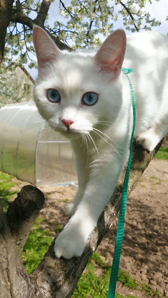 Фотография автора Елизавета Синицына