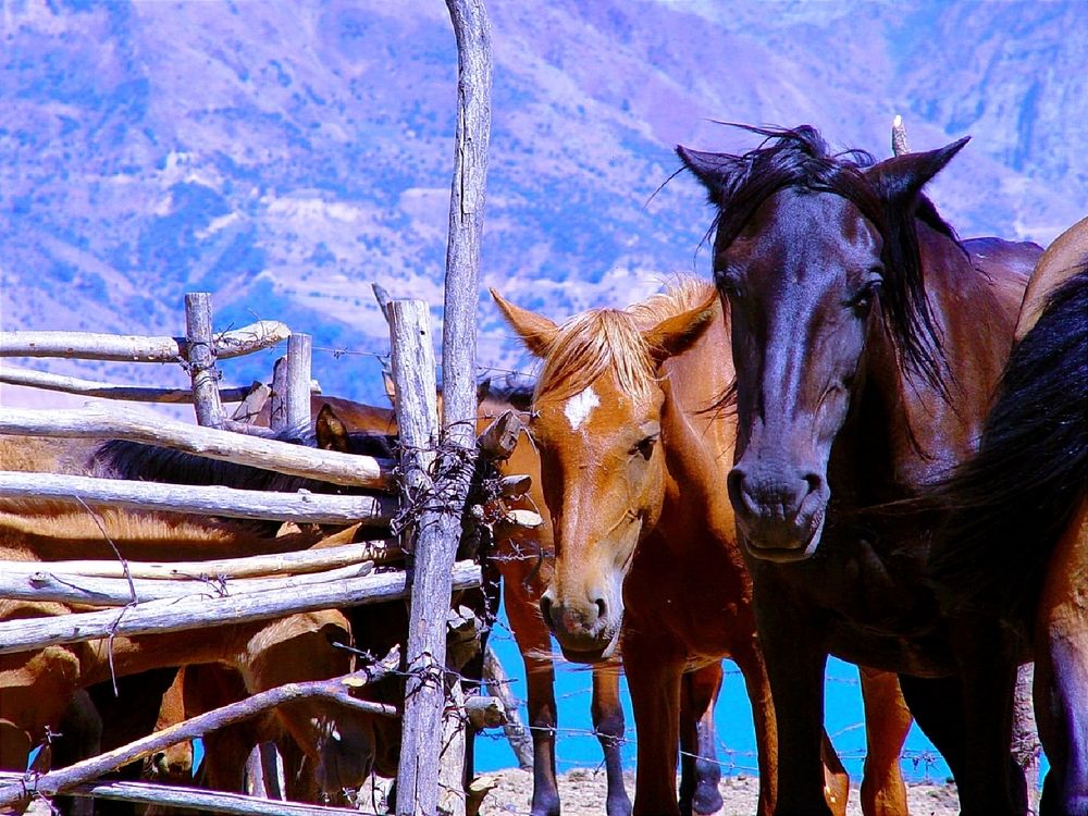 Фотография автора Hvabek Kim