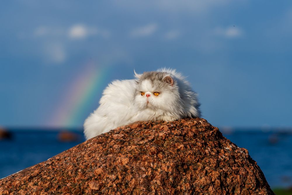 Фотография автора Mika Mgla