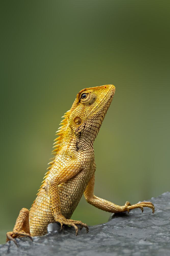 Photograph by Pritam Majumder