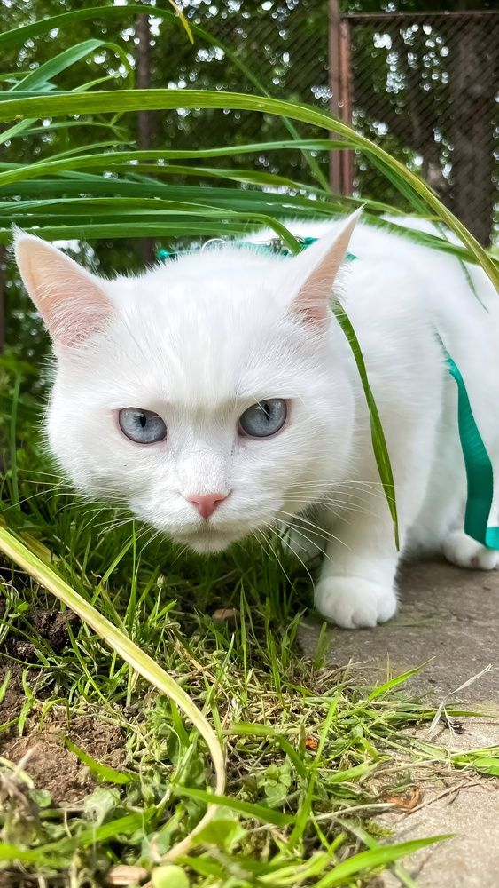 Фотография автора Елизавета Синицына