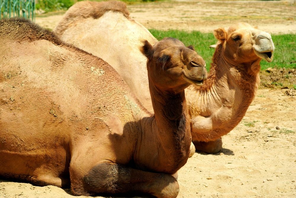 Фотография автора Hvabek Kim