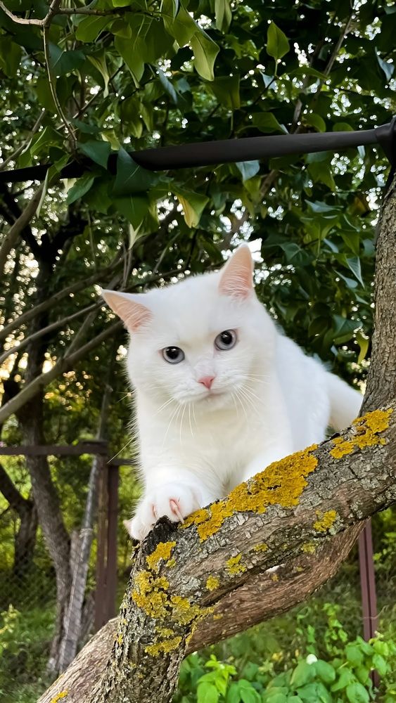 Фотография автора Елизавета Синицына