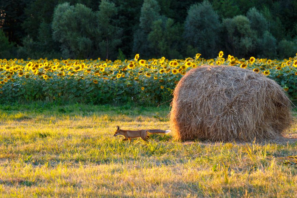 Photograph by Максим Шелякин