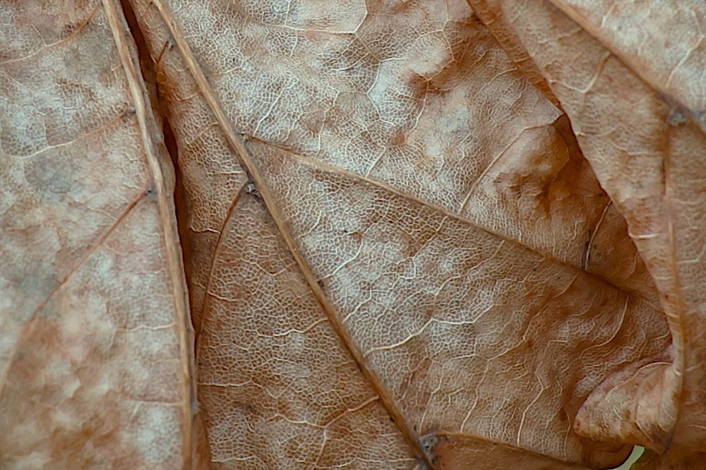 Photograph by Гагик Саркисян