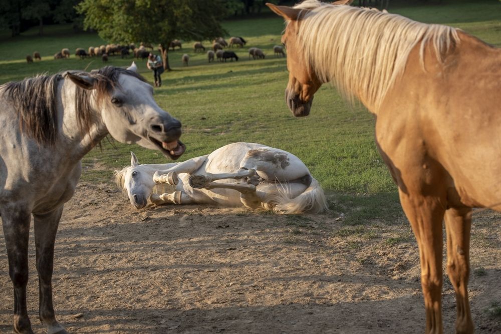 Photograph by Gabor Medgyesy