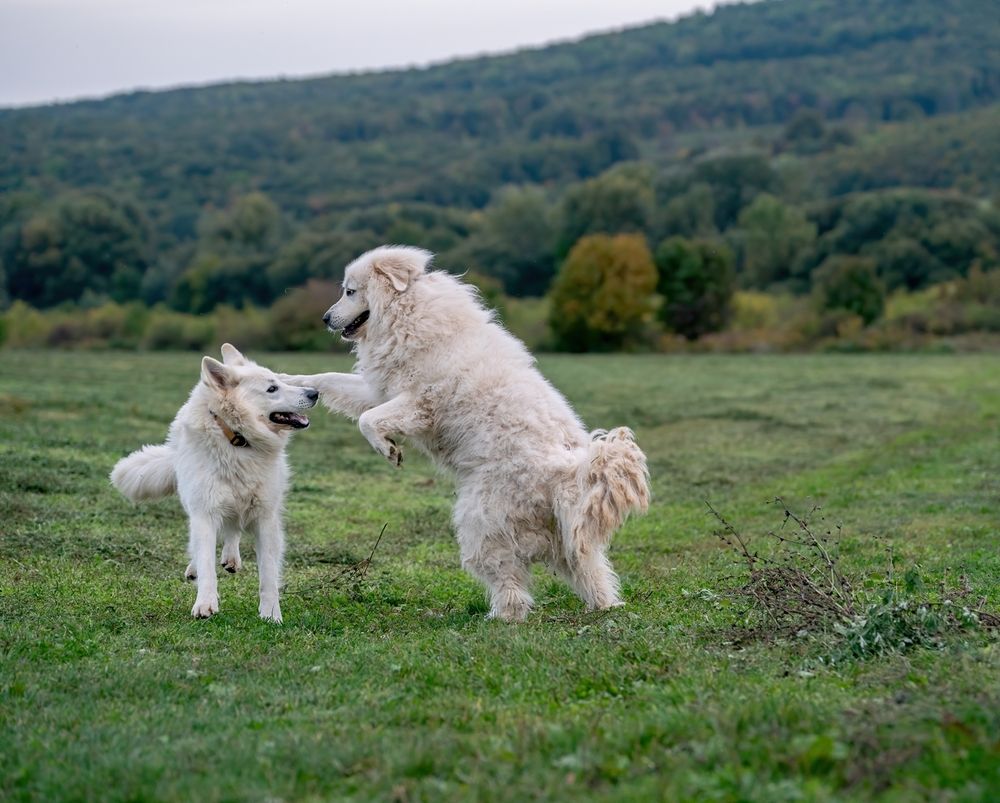 Photograph by Gabor Medgyesy
