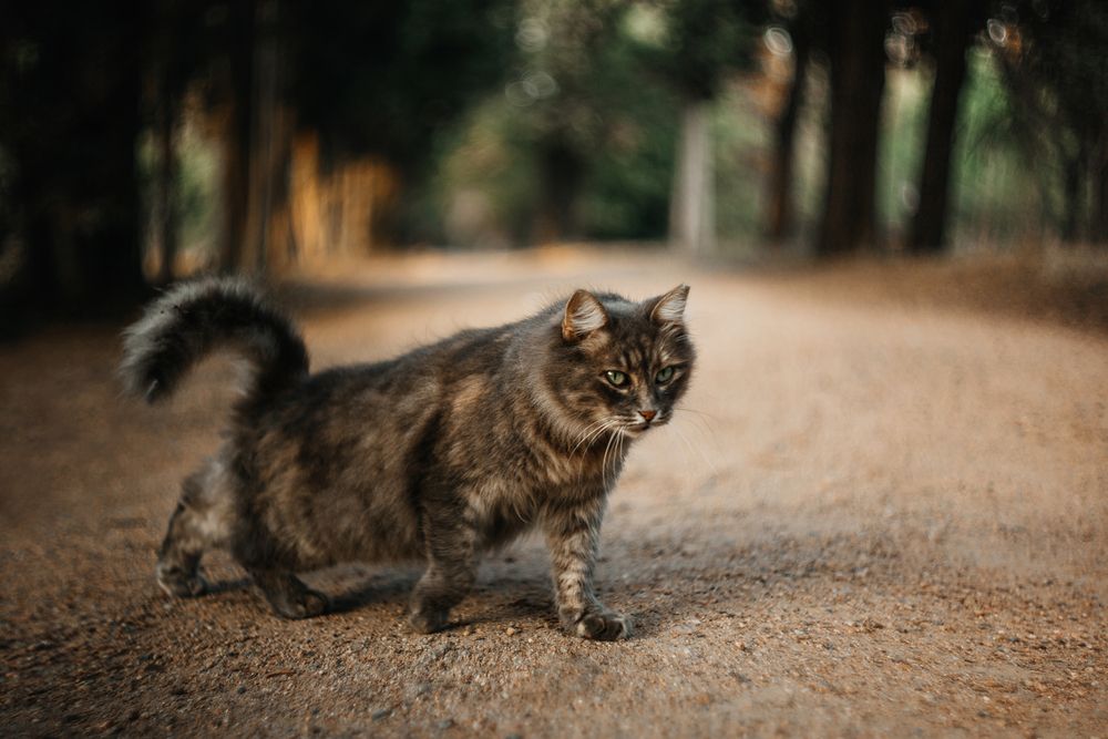 Фотография автора Senturk Selman