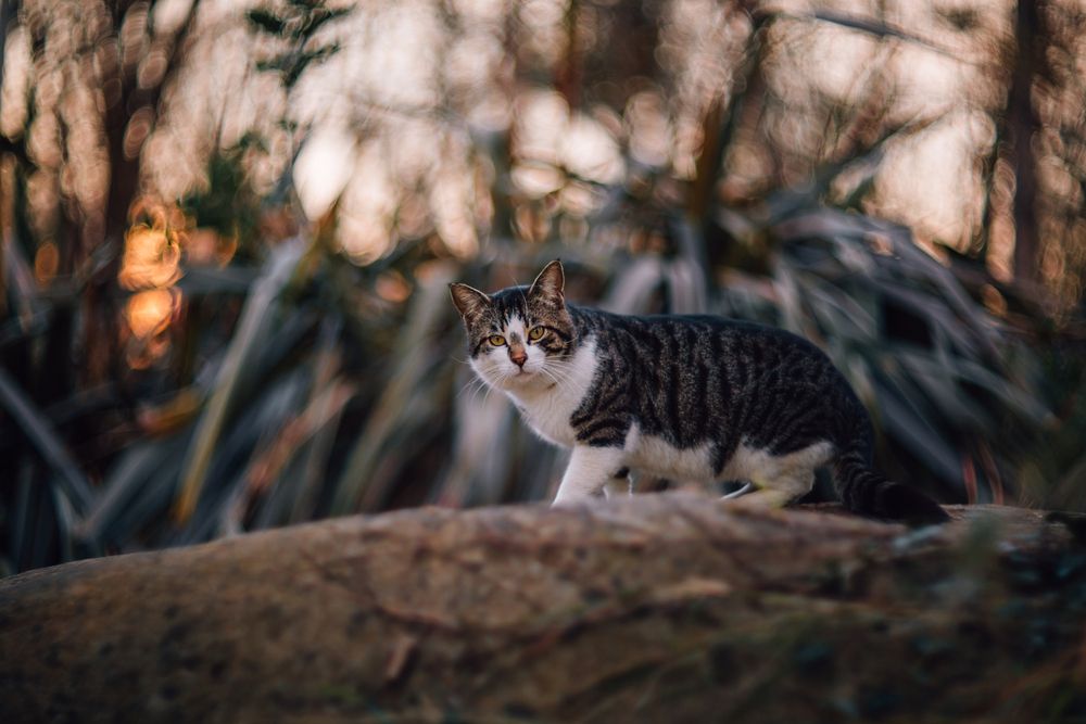 Фотография автора Senturk Selman