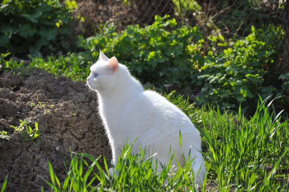 Фотография автора Елизавета Синицына