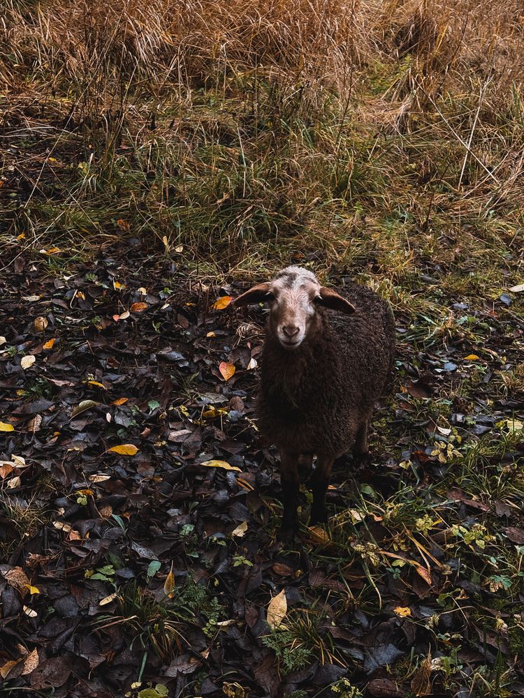 Photograph by Елена Михалева