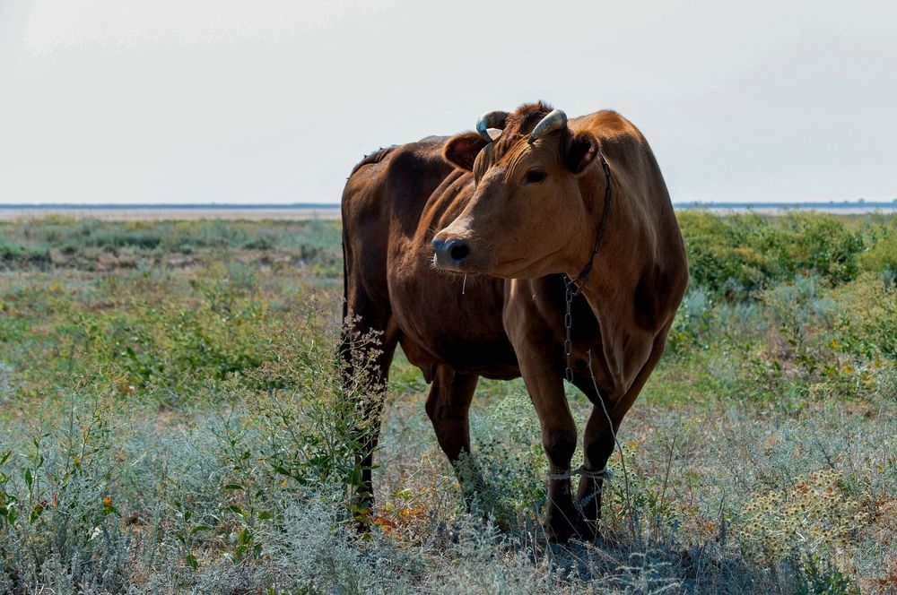 Photograph by Михаил Косолапов