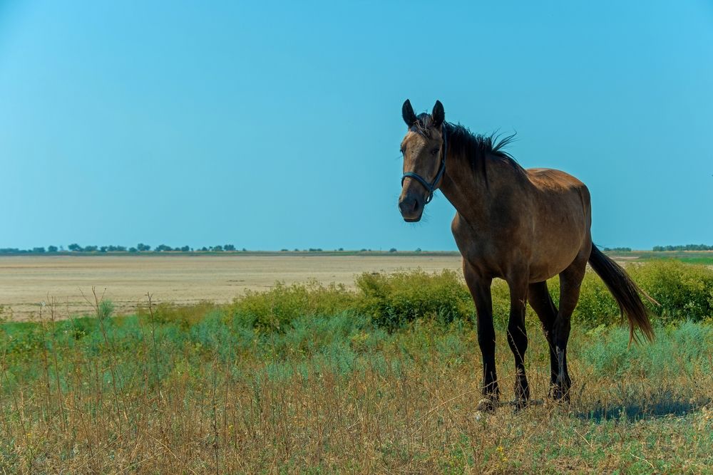Photograph by Михаил Косолапов