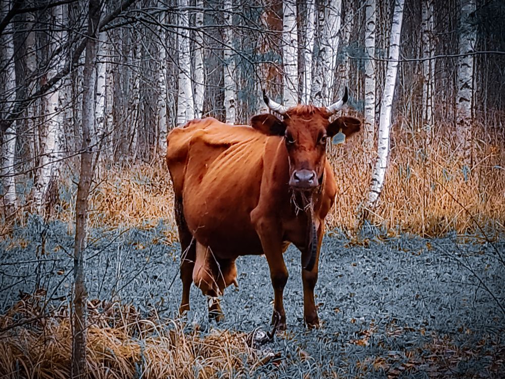 Photograph by Дайана