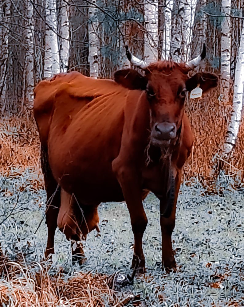 Photograph by Дайана