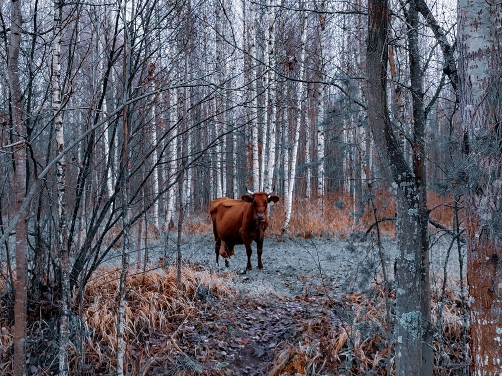 Photograph by Дайана