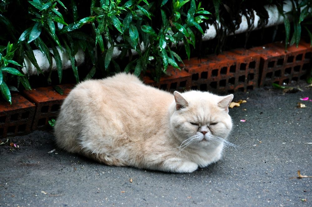 Фотография автора Елизавета Синицына