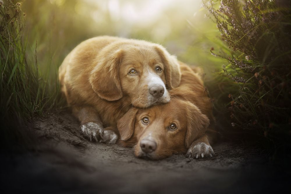 Photograph by Elke Braet