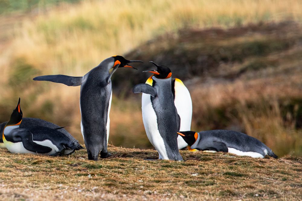 Penguin Island