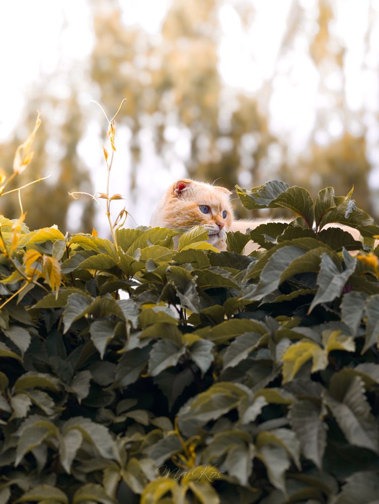 Photograph by Konstantin Martynov