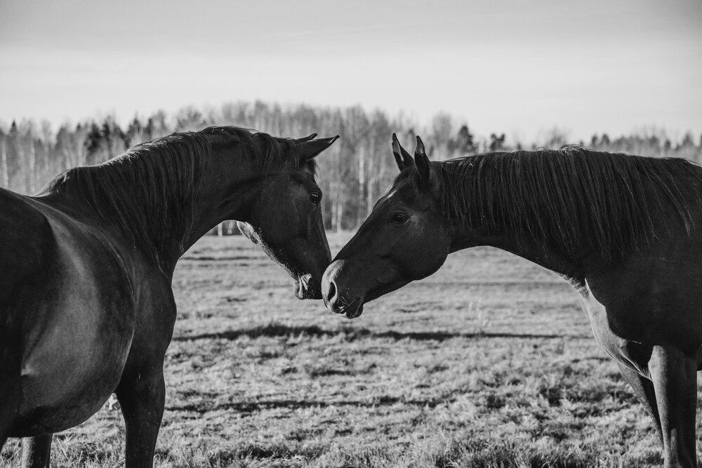 Photograph by Александра Кузуб