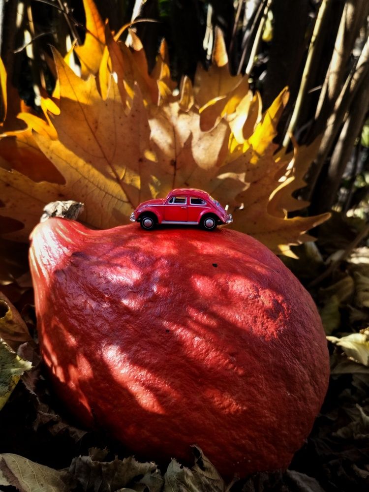 Фотография автора JELENA VASIC