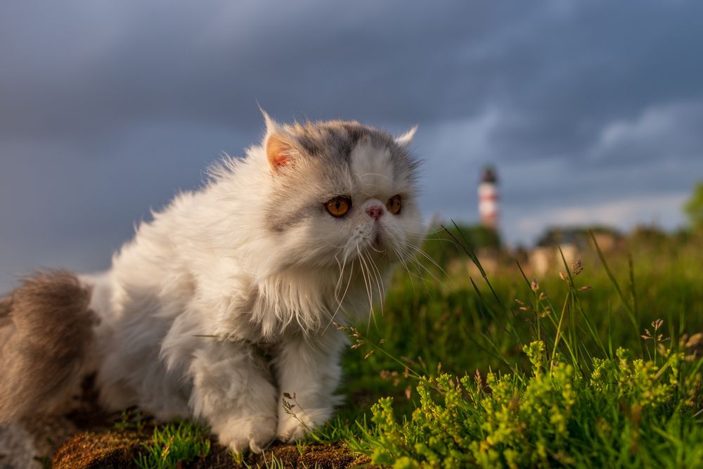 Фотография автора Mika Mgla