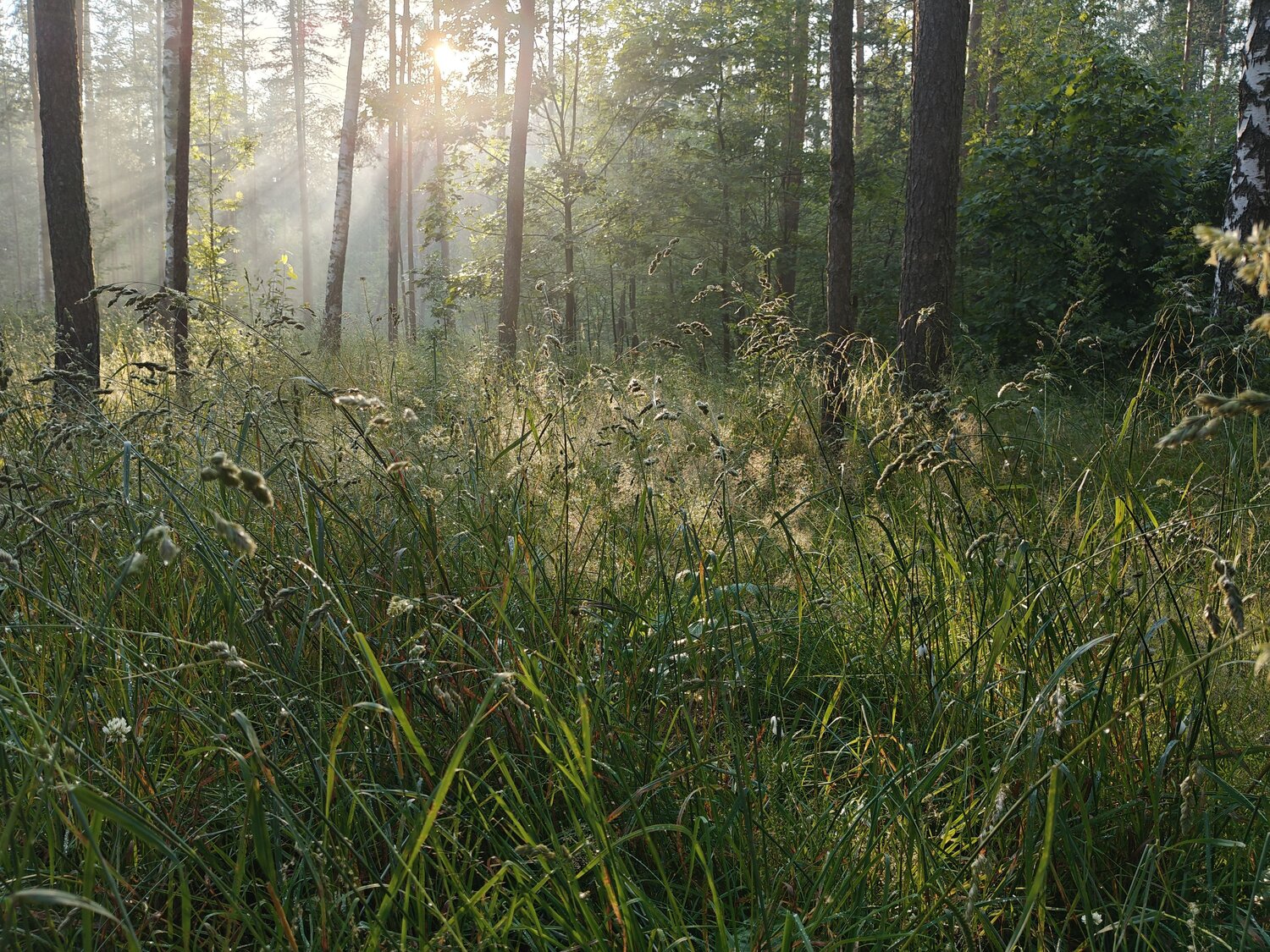 Photo #12782744