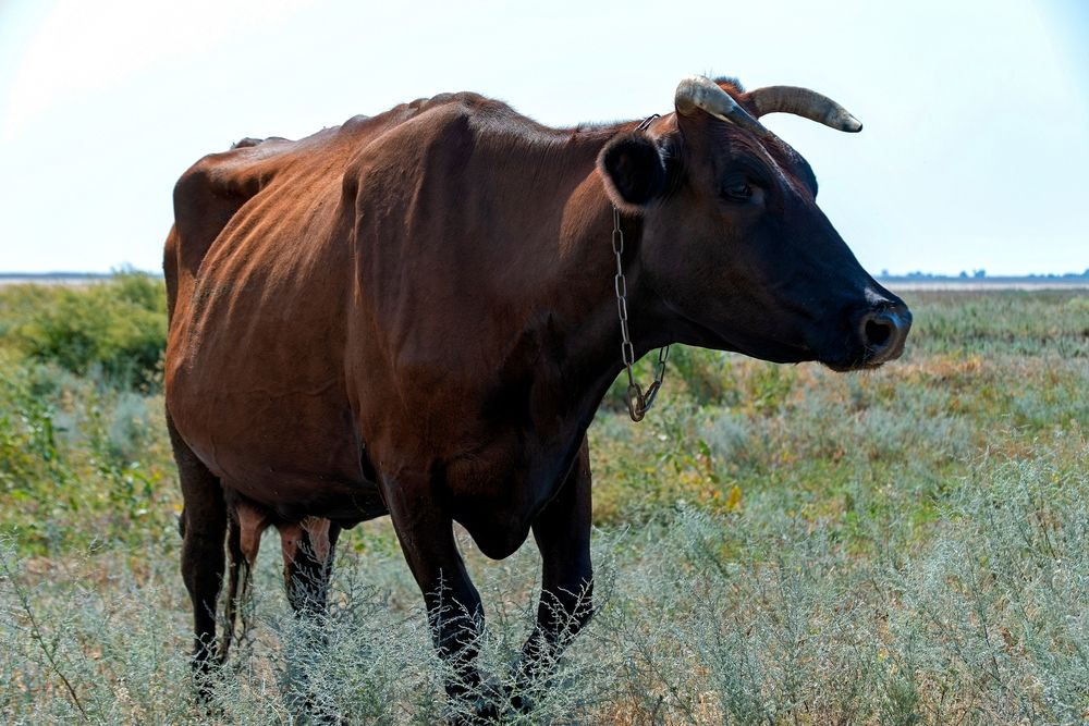 Photograph by Михаил Косолапов
