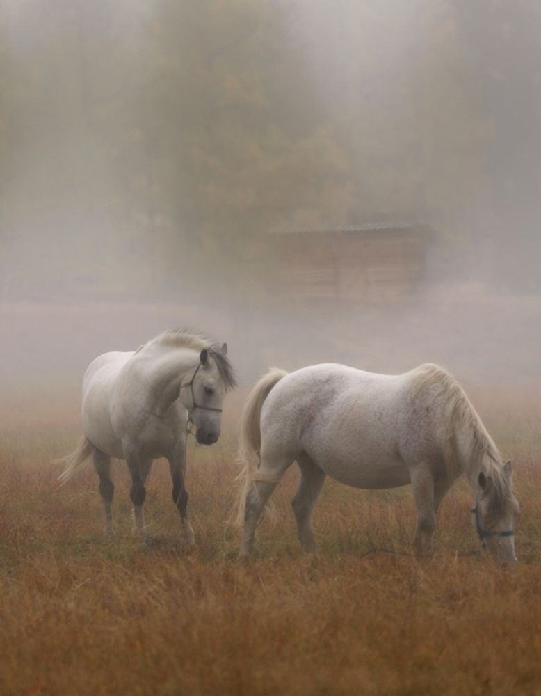 Photograph by Евгения Казакова