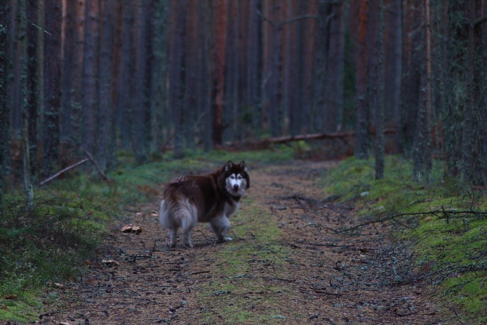 Photograph by Елена Наленч