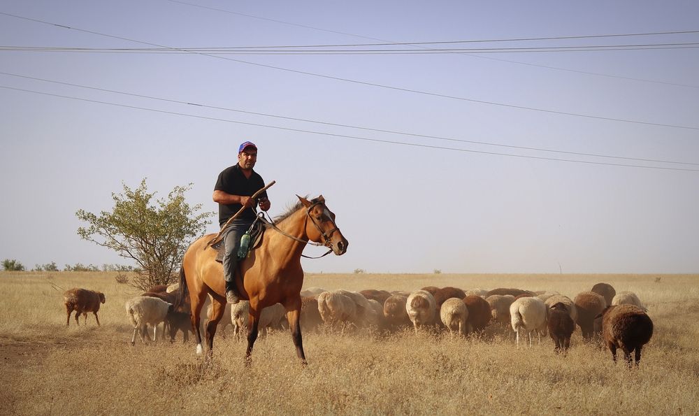 Стадо в степи