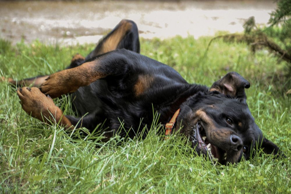 Фотография автора Елена Чурилова