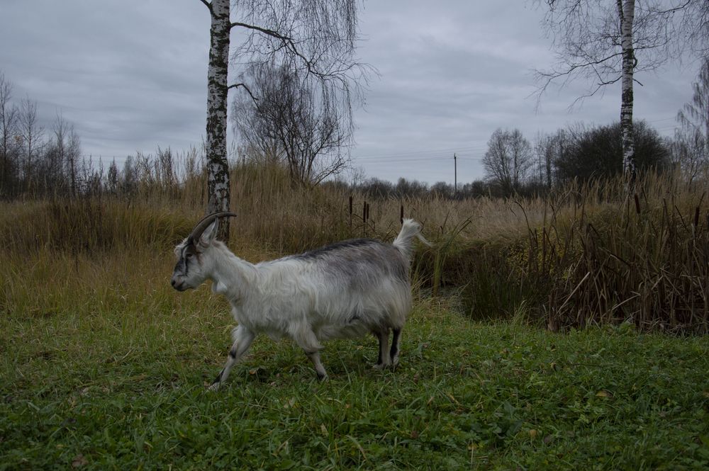 Фотография автора Елена Максимова