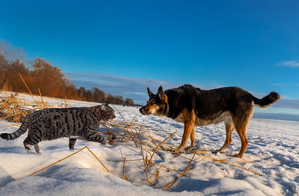Смелый кот.