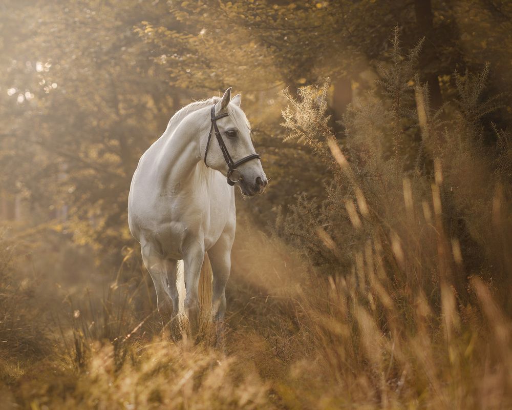 Photograph by Collette Cassell