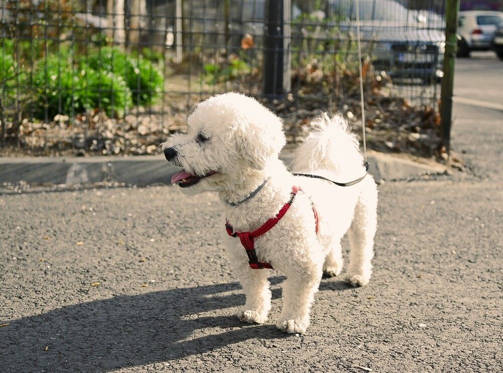 Фотография автора Ana Maria Monica Dragan