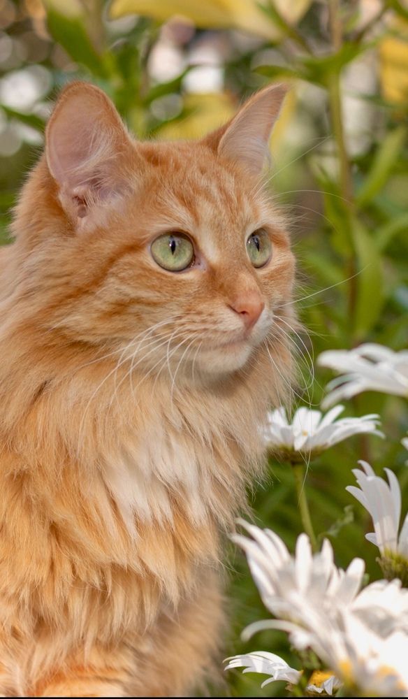 Фотография автора Ираида Гайфуллина