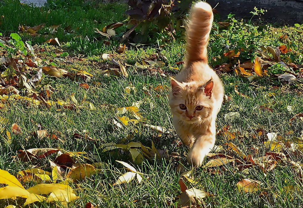 Фотография автора ВЛАДИМИР Тертышник