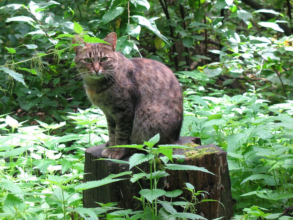 Котофей Котофеевич