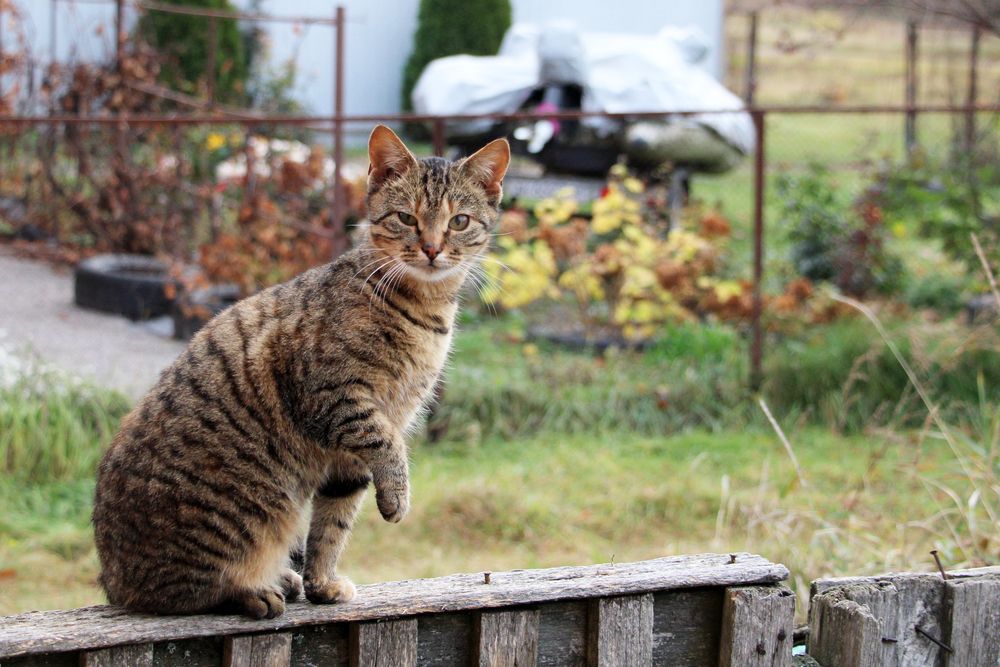 Выходи гулять
