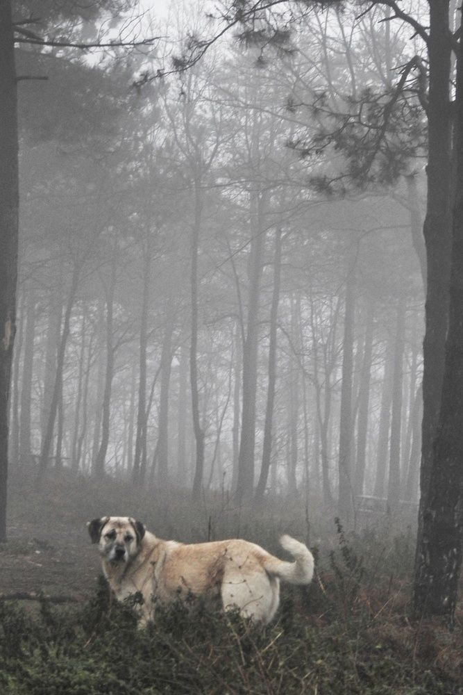 Photograph by fuat cimok